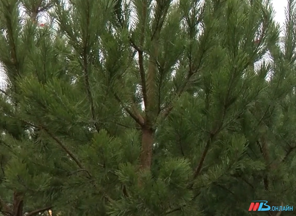 Продавцов рождественских деревьев в Волгограде предупредили об опасных вредителях