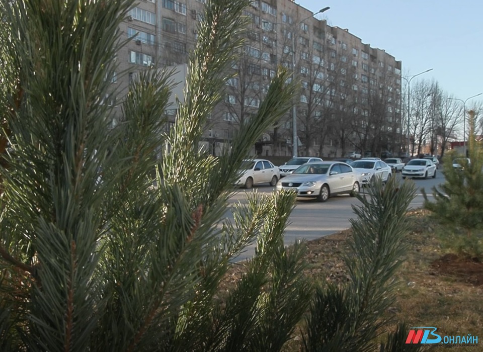 В Волгограде 80 сосен стали символом несгибаемой стойкости