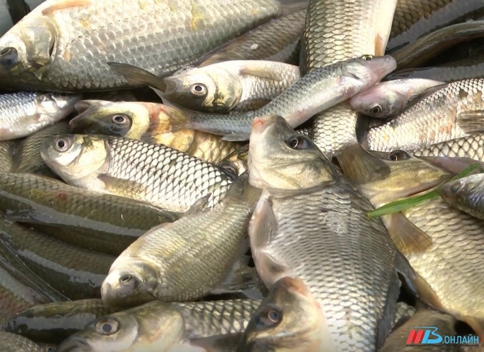 В Волгоградской области обнаружили крупную партию рыбы сомнительного качества