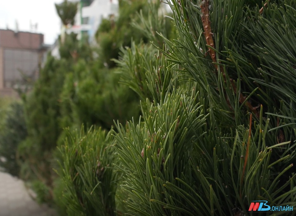 «Иголки должны быть сочными»: как волгоградцам выбрать новогоднее дерево по вкусу
