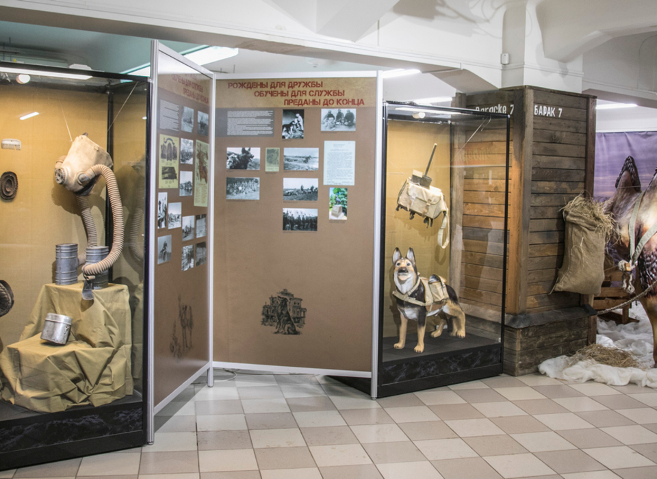 В музее «Память» Волгограда открылась выставка в честь животных-фронтовиков