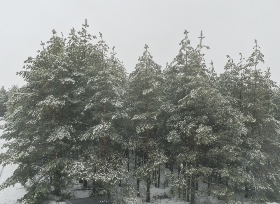 Рейды по борьбе с незаконной вырубкой леса проводятся в Волгоградской области