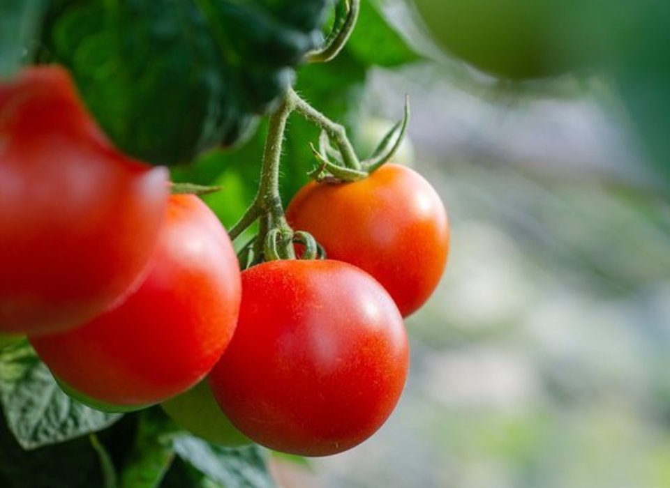 В Волгоградской области ликвидируют очаг томатной моли