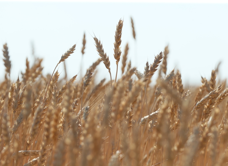 Из Волгоградской области на экспорт отправили более 2,5 млн тонн зерна