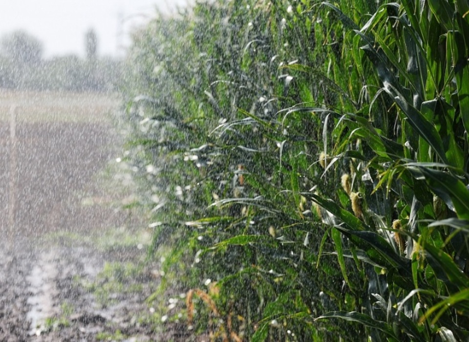 Аграрии Волгоградской области приступили к массовой уборке кукурузы