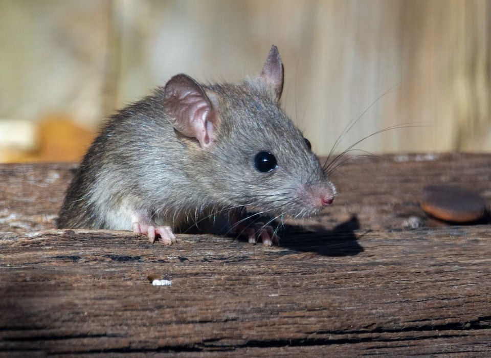 Волгоградцам рассказали о мерах профилактики мышиной лихорадки
