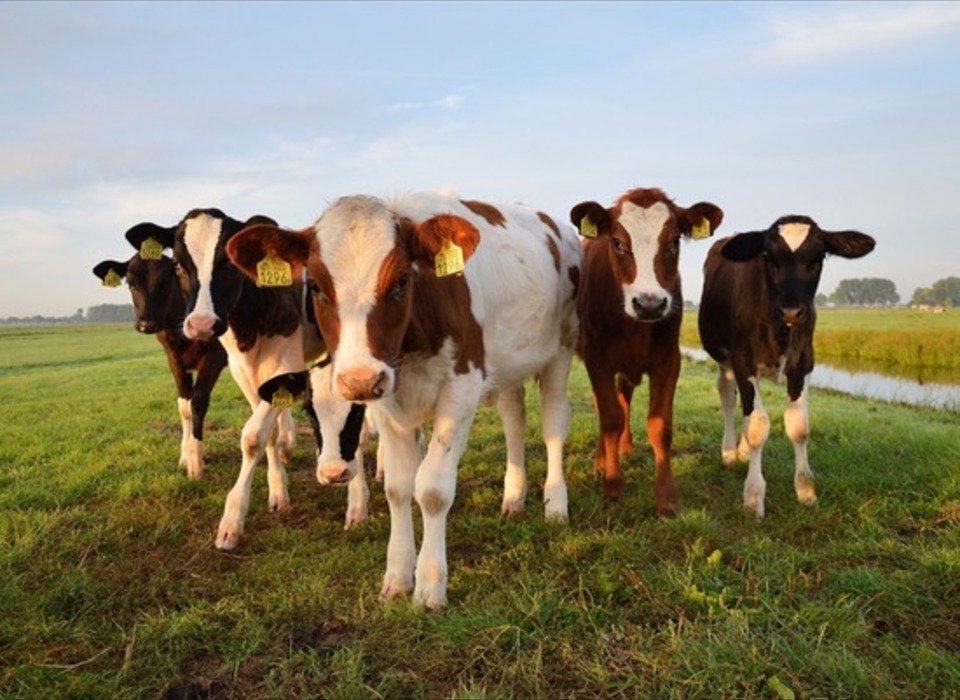 Более 60 жителей Волгоградской области наказали за выпас скота возле границы