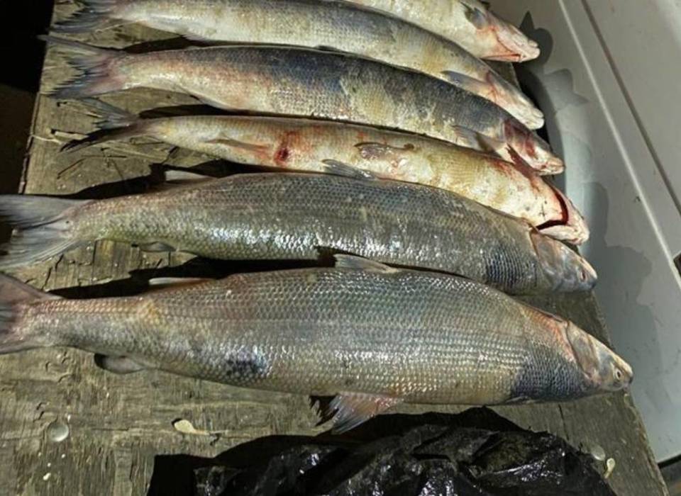 В Волгоградской области задержали 3 браконьеров краснокнижной рыбы
