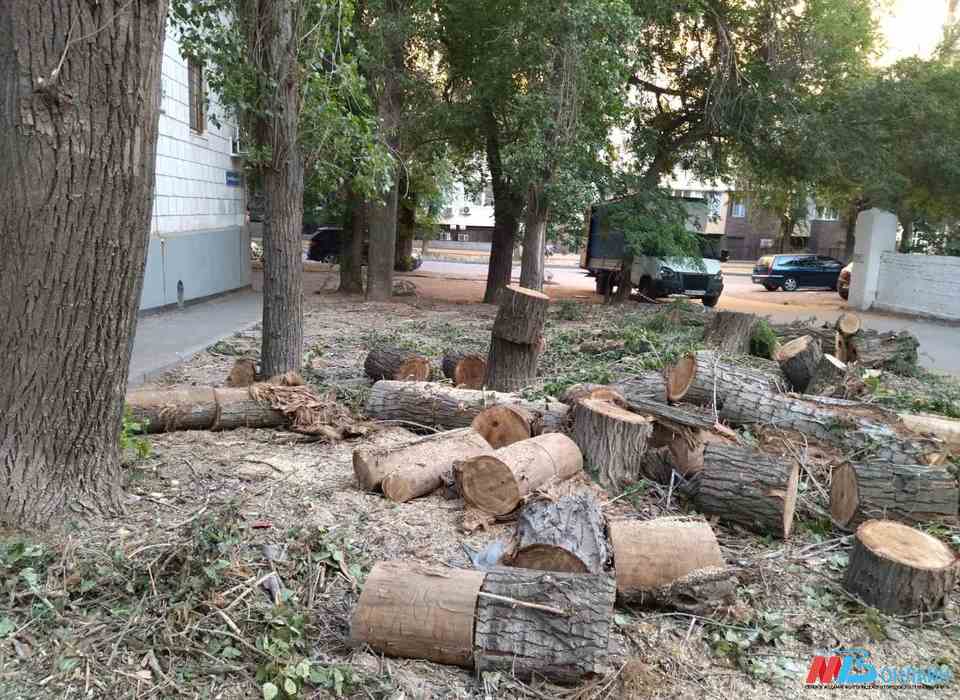 Верховный суд заставил «Ситиматик-Волгоград» убрать ветки, траву и листья