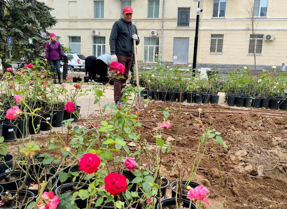 Под Волгоградом в рамках нацпроекта высадили более 1000 роз