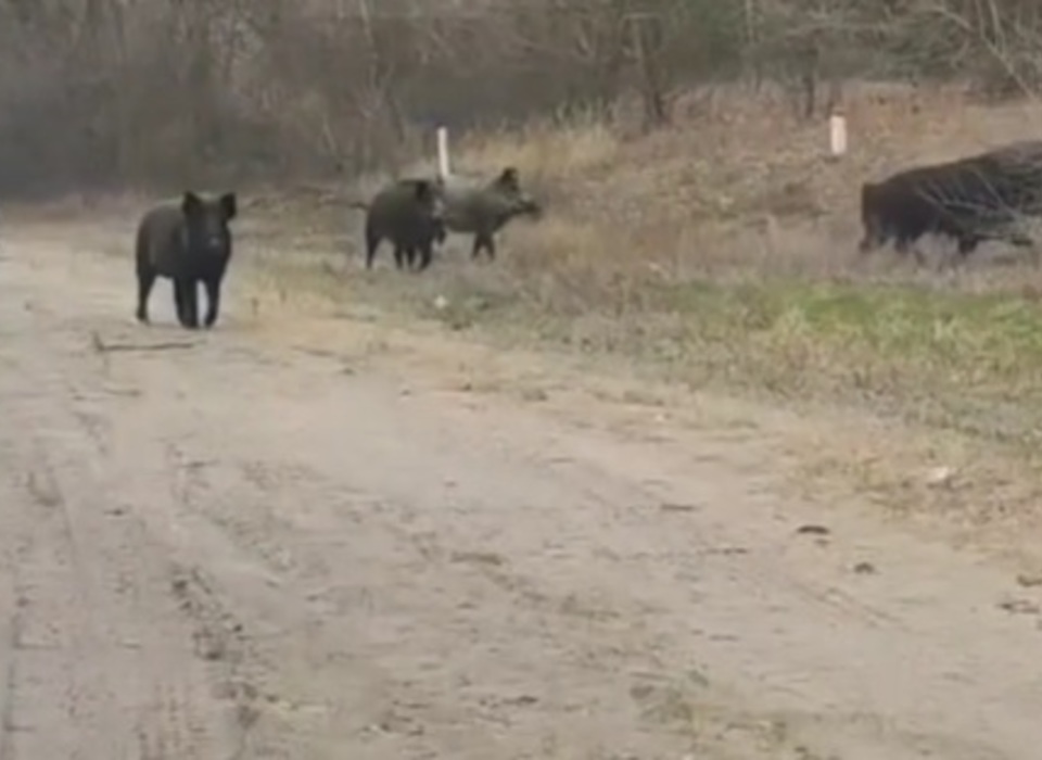 На трассе в Волгоградской области заметили группу диких кабанов