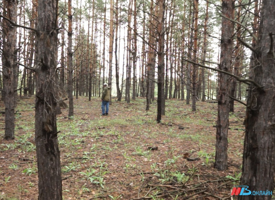 В Волгоградской области стало на 60% меньше лесных пожаров