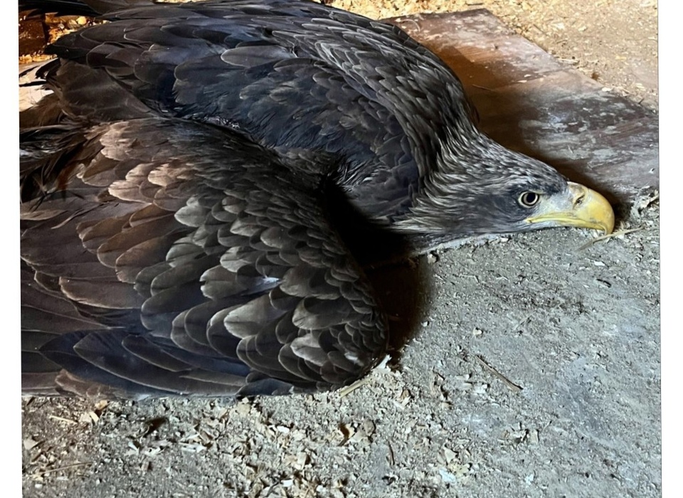 В Волгограде спасают краснокнижного орлана