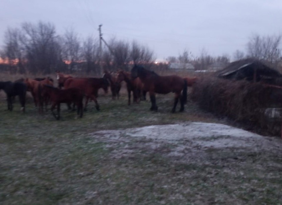 Жителей Котово Волгоградской области удивили 40 скитающихся лошадей
