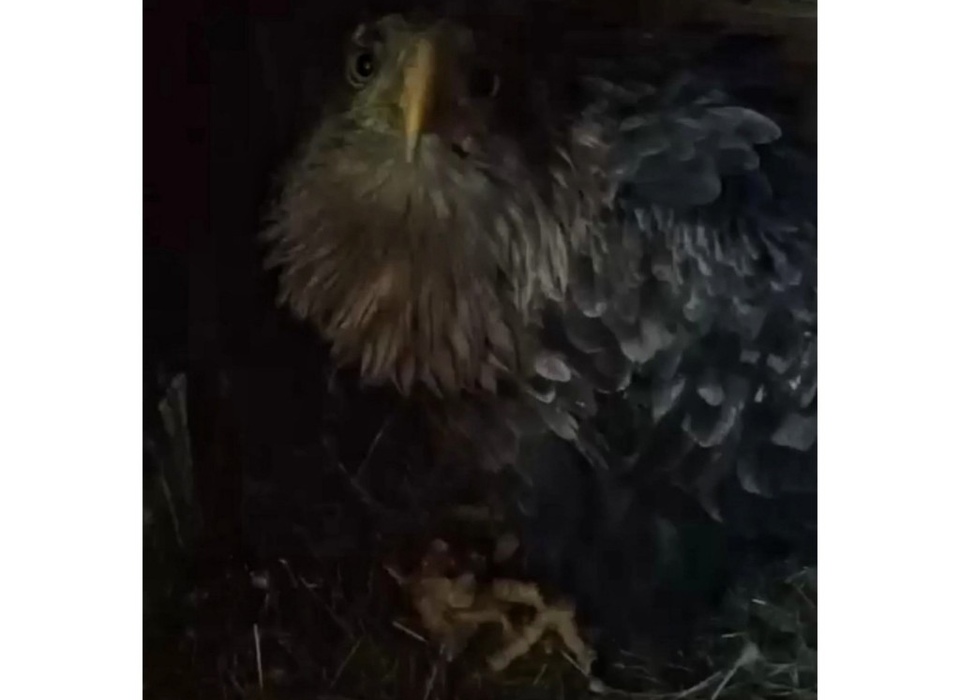 В Волгограде спасённый краснокнижный орлан идёт на поправку