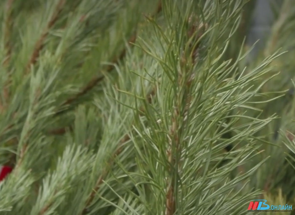 Волгоградцам рассказали, во сколько в 2023 году им обойдётся новогоднее дерево