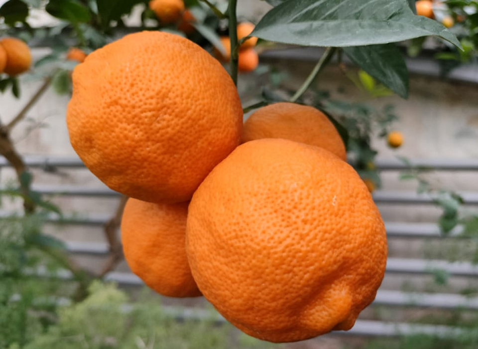 В январе в Волгоградском ботаническом саду поспеет гибрид мандарина и кумквата