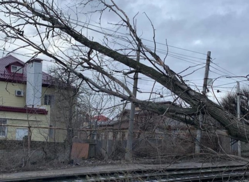 В Волгограде сухое дерево упало на контактную сеть трамваев