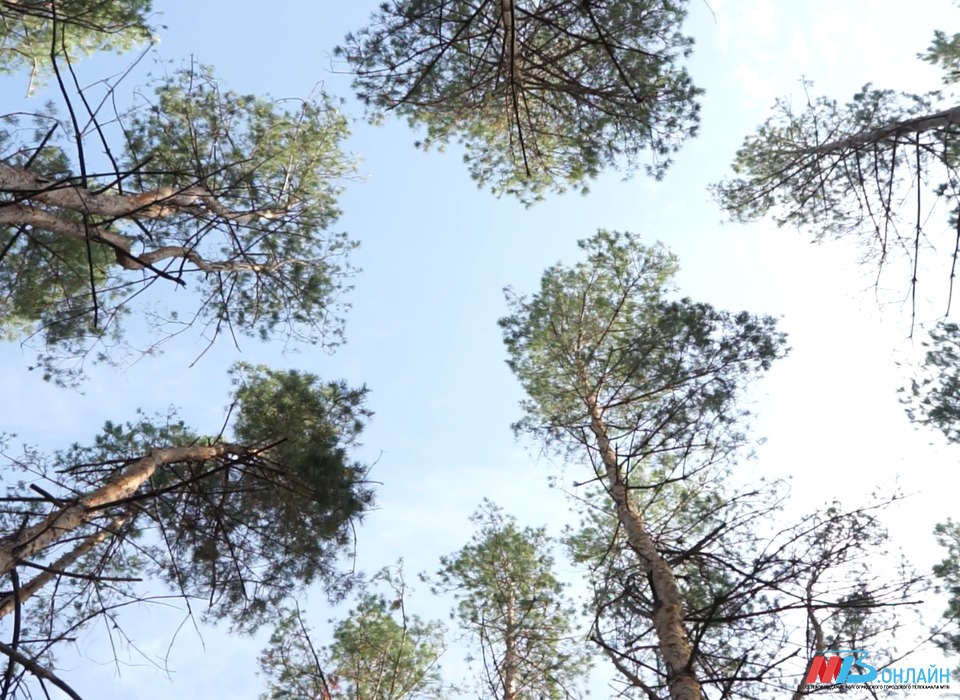 В Волгоградской области план по лесовосстановлению перевыполнили в два раза