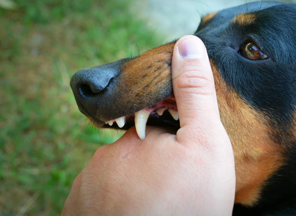 Несовершеннолетний волгоградец получит компенсацию морального вреда за укус собаки