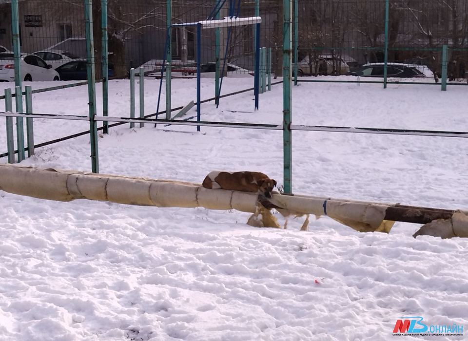 В Волгоградской области 24 января потеплеет до -1 градуса