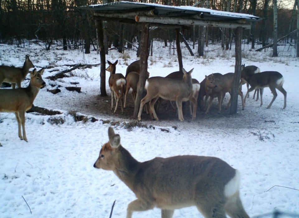 В Волгоградской области диким животным помогают пережить зиму