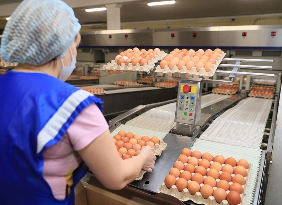 Производство яиц в Волгоградской области увеличилось на 2%