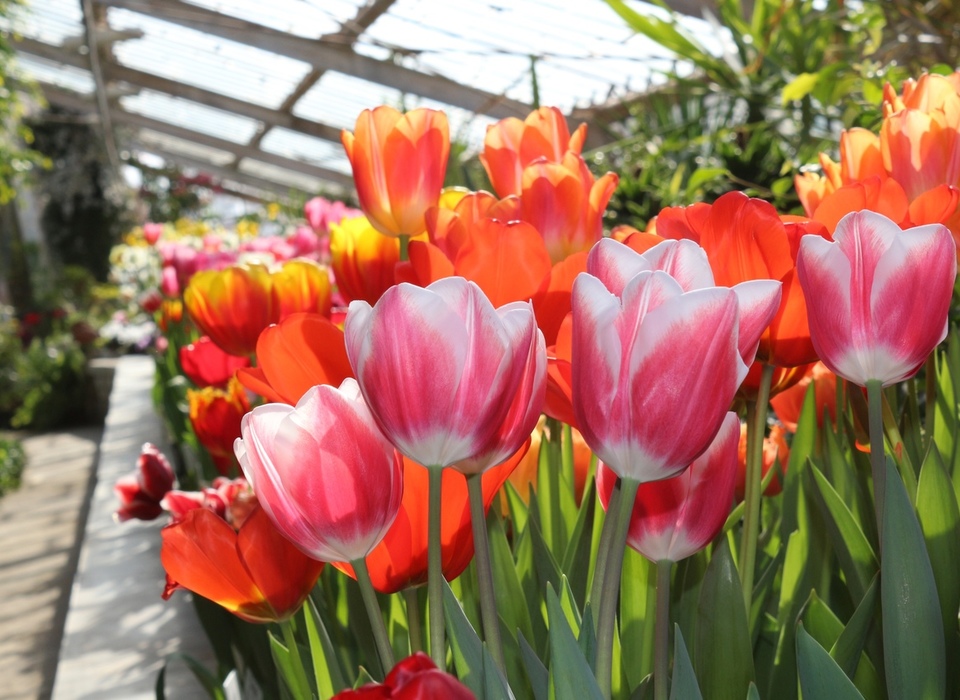 Жители Волгоградской области смогут полюбоваться цветением тюльпанов и нарциссов