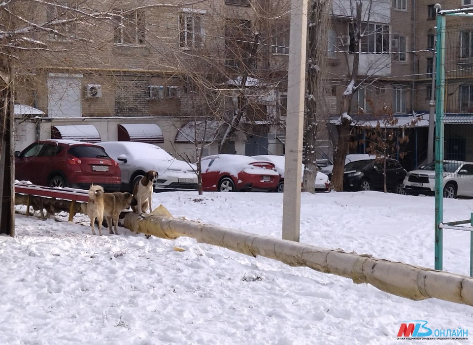 В Волгограде готовят обращение в Думу о регулировании численности бездомных собак