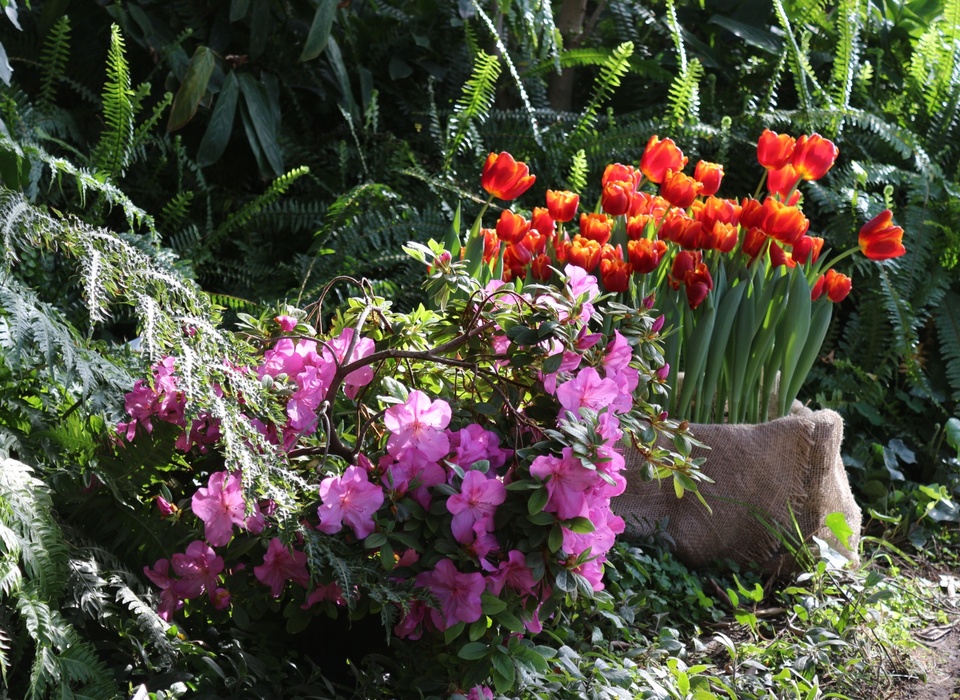 Посетители оранжереи Волгоградского ботсада могут увидеть 50 тысяч первоцветов