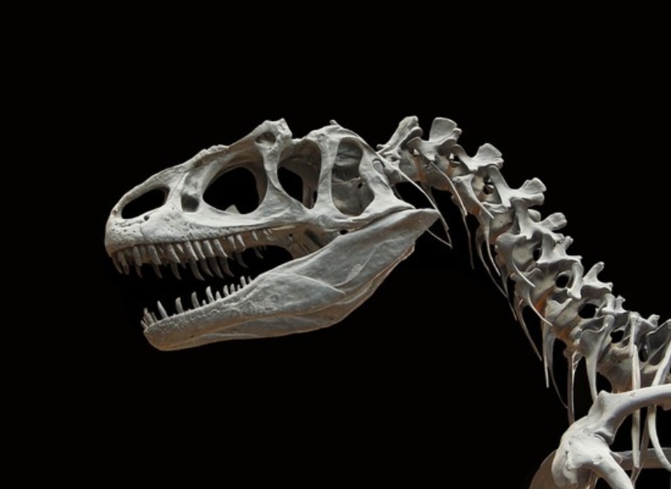 Ученые рассказали о возможностях клонирования динозавров