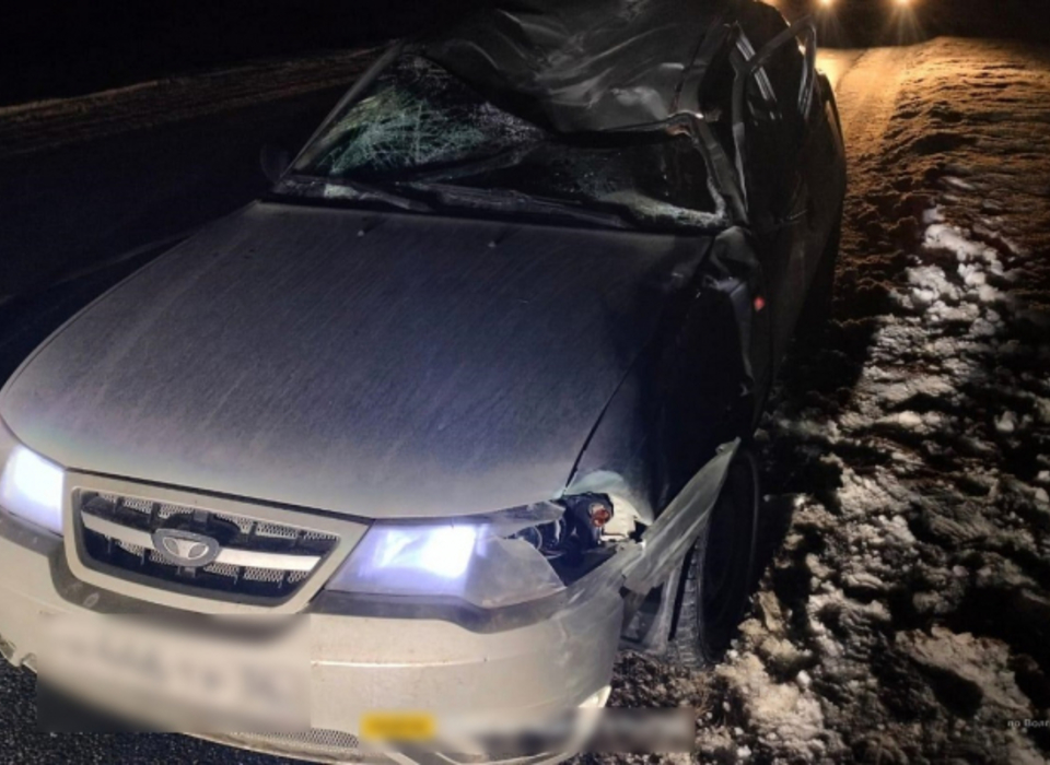 В Волгоградской области водитель сбил на дороге лося