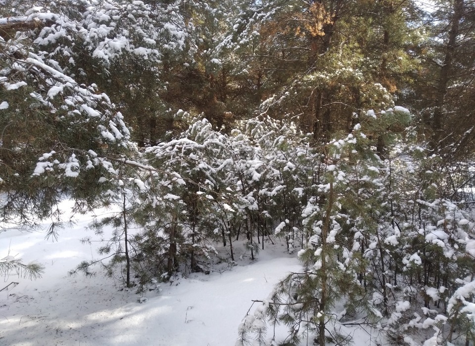 Специалисты волгоградских лесничеств заготовили более 90 тонн снежной массы