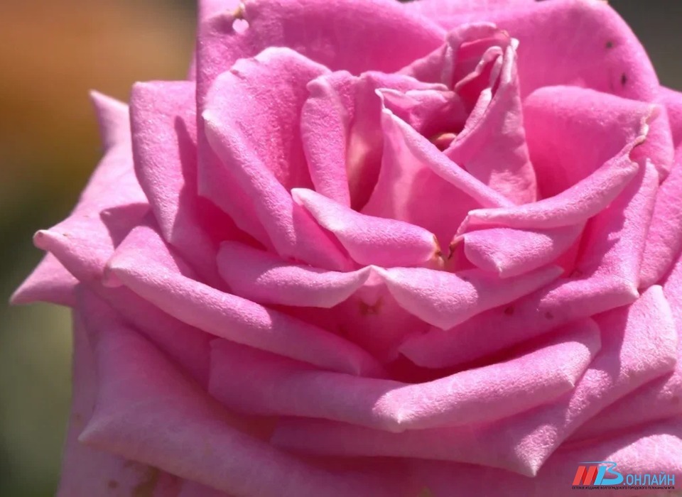 Волгоградцы смогут купить цветы к 8 марта на более чем 100 площадках