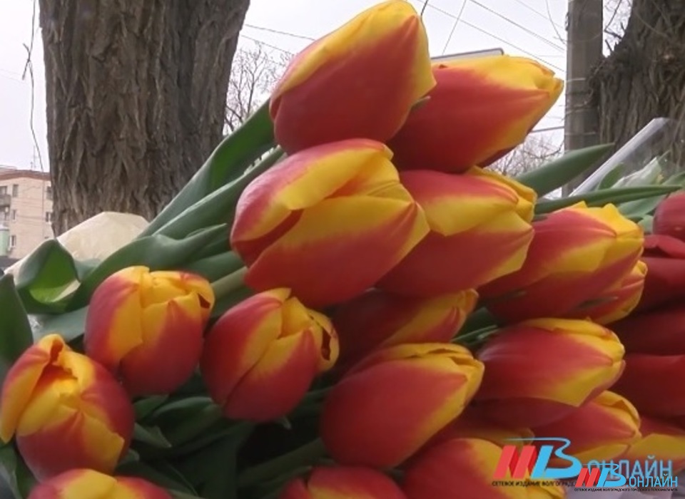 В Волгограде тюльпаны к 8 Марта начали продавать за 100 рублей