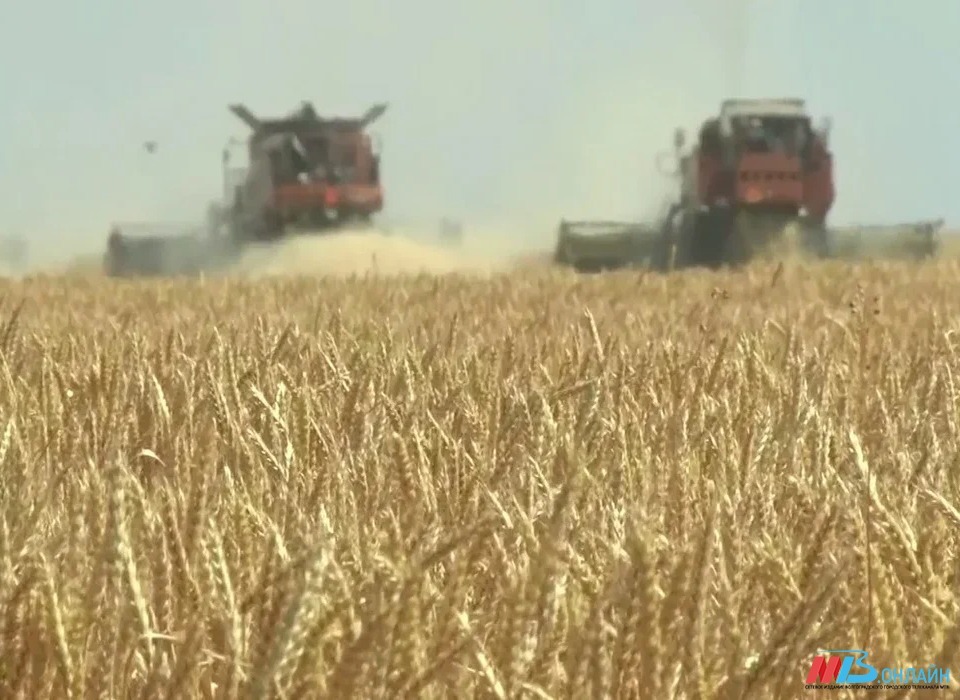 Экспорт сельхозпродукции Волгоградской области в Индию вырос на 29,5%
