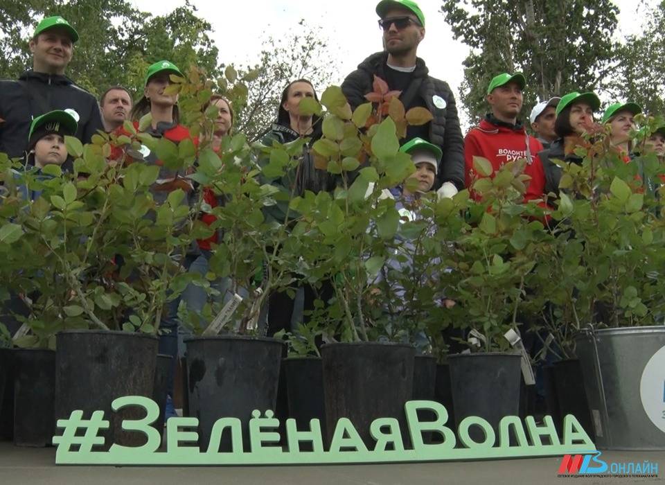 Сотрудники Волгоградского алюминиевого завода высадили в парке Аттракционов сотню кустов роз