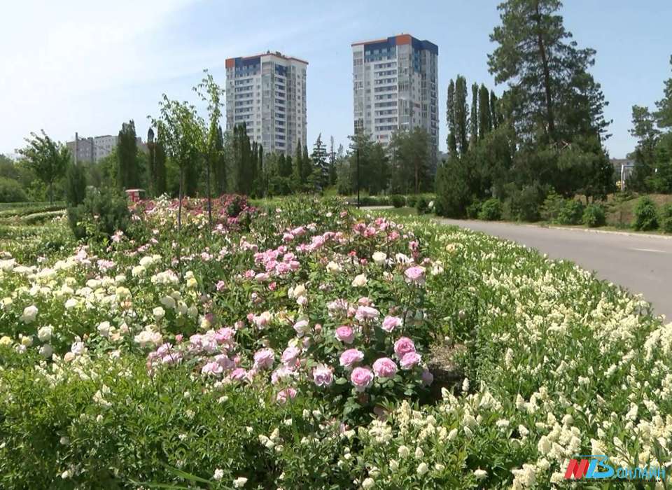 25 мая температура в Волгограде поднимется до +32 градусов