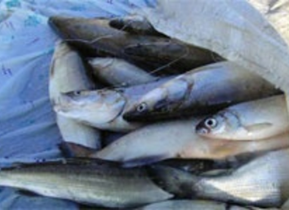 В Волгограде багрильщики массово вылавливают нерестящуюся рыбу