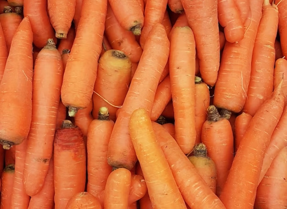 С территории Волгоградской области экспортировано более 680 тонн свежей моркови