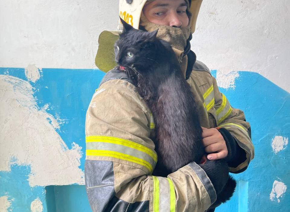 Пожарные спасли кота из горящей квартиры пятиэтажного дома под Волгоградом