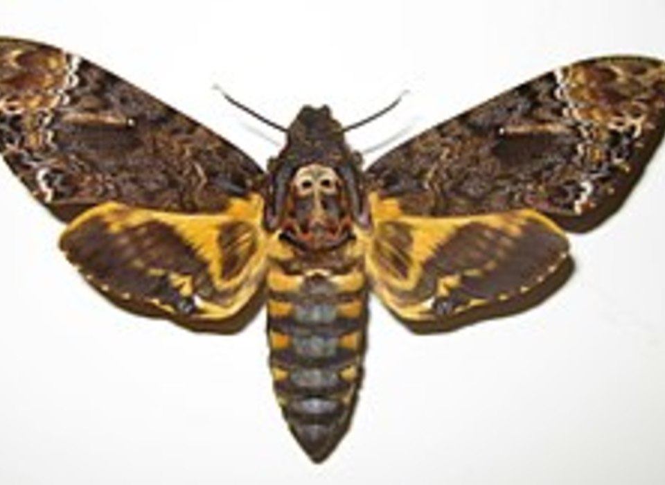 В Волгоградскую область прилетела бабочка «Мертвая голова»