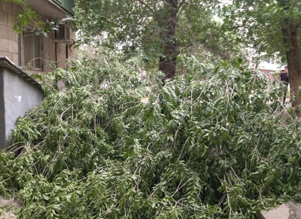 Шквалистый ветер массово валит деревья в Волгограде