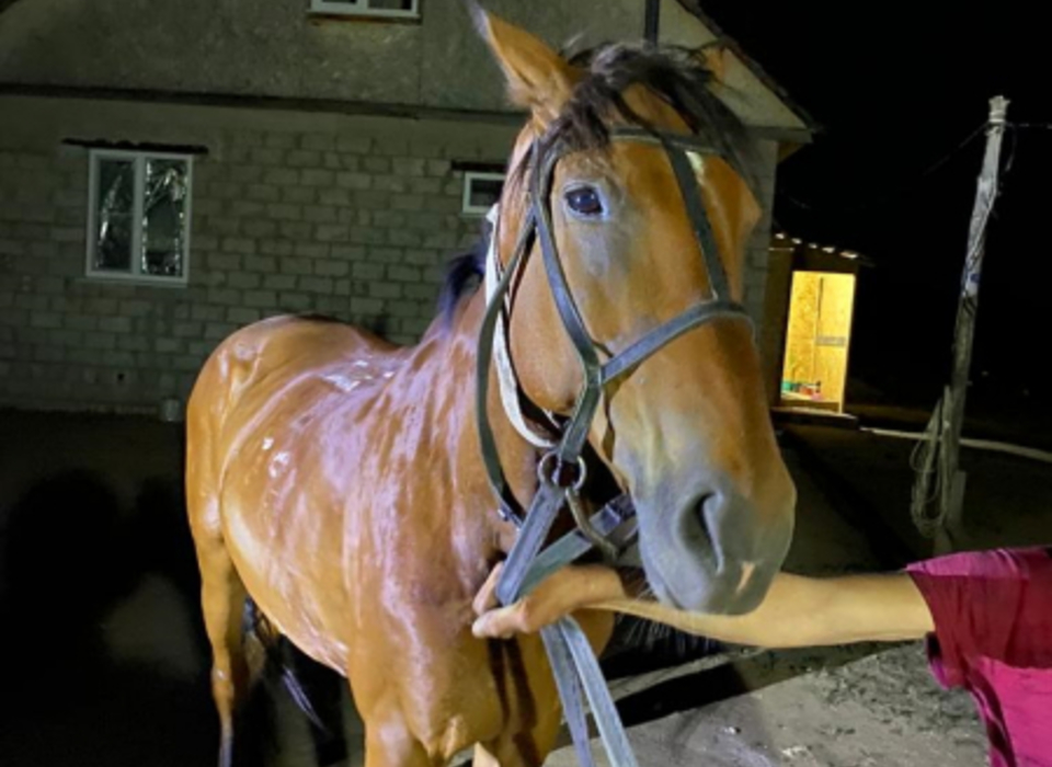 В Волгоградской области пастуха-бродягу заподозрили в краже коня