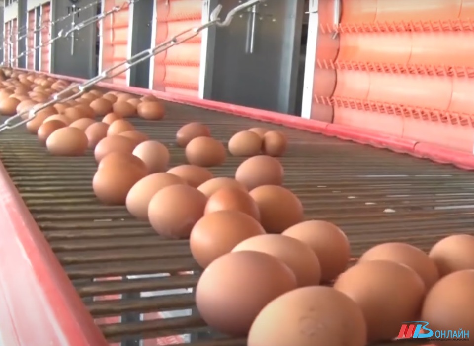 В Волгоградской области куры снесли 183 миллиона яиц
