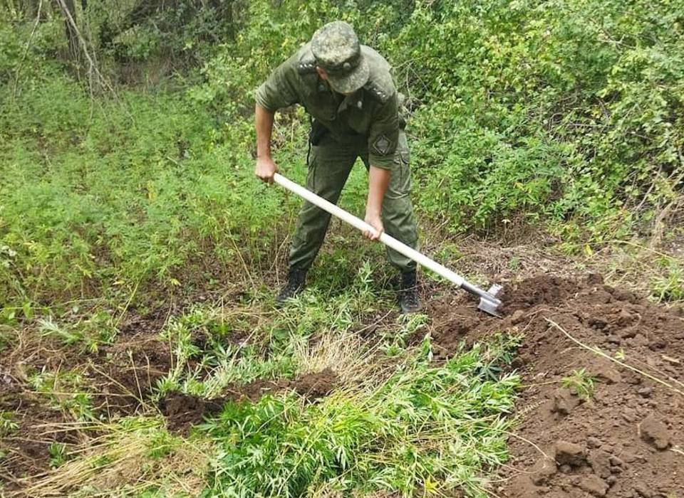 В Волгоградской области полиция уничтожила дикорастущую коноплю