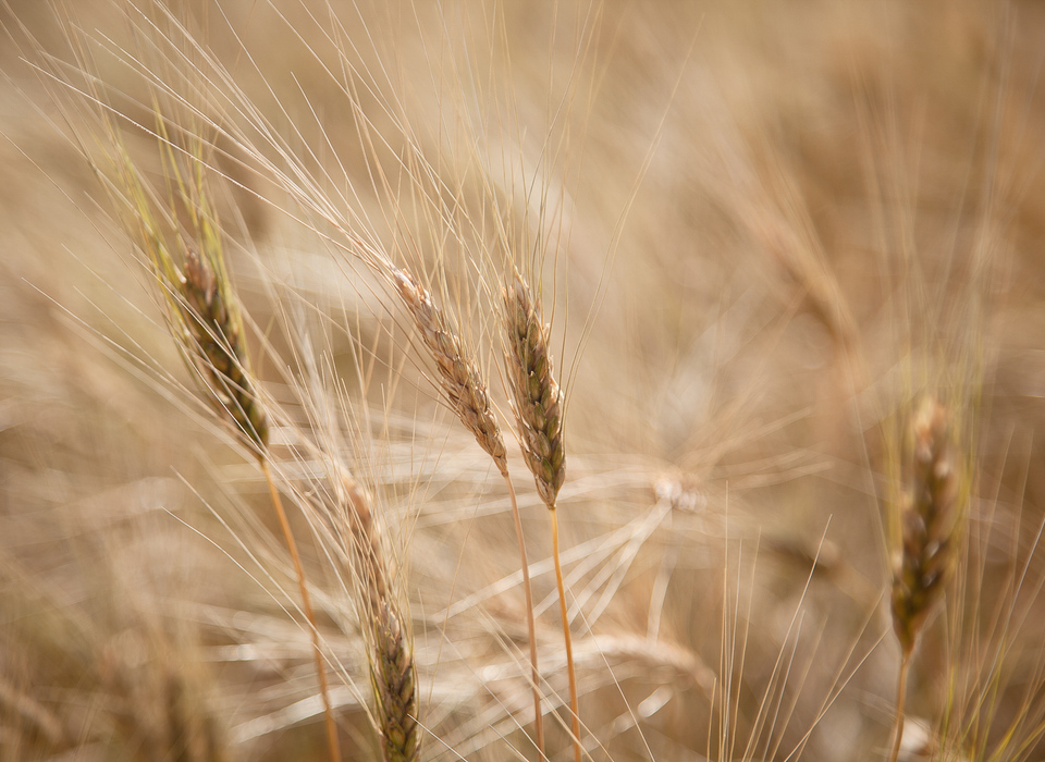 В Волгоградской области собрали первые три миллиона тонн зерна