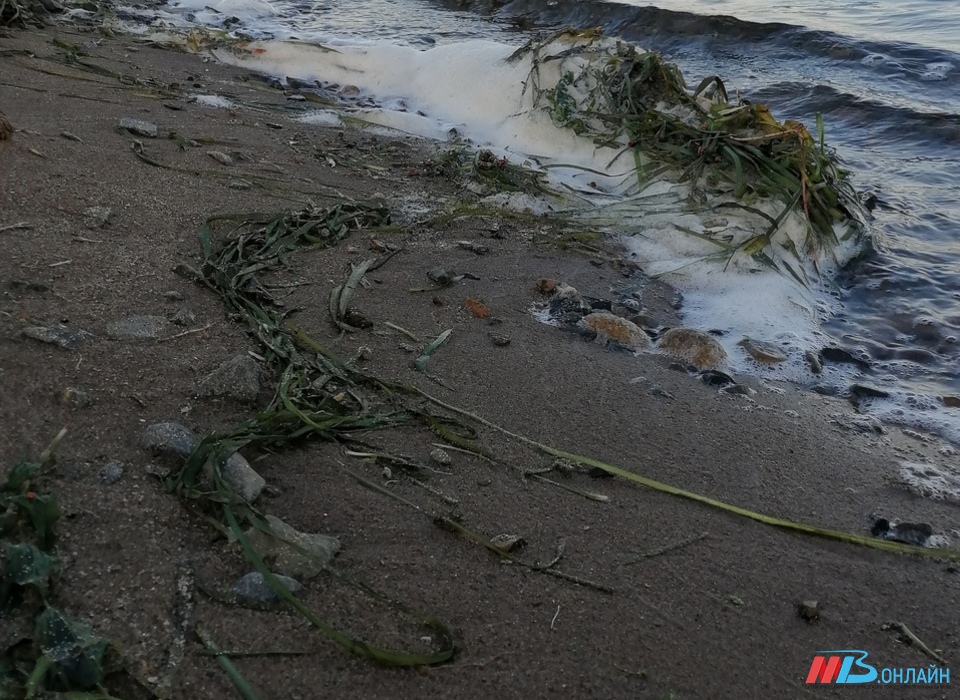 На пляжах Волгограда РПН нашёл отклонения от норм качества песка и воды