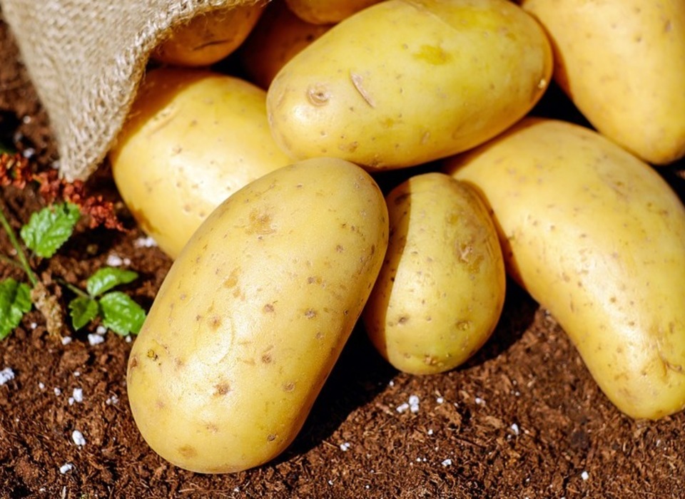 В Волгограде и области подорожали картофель, лук и капуста