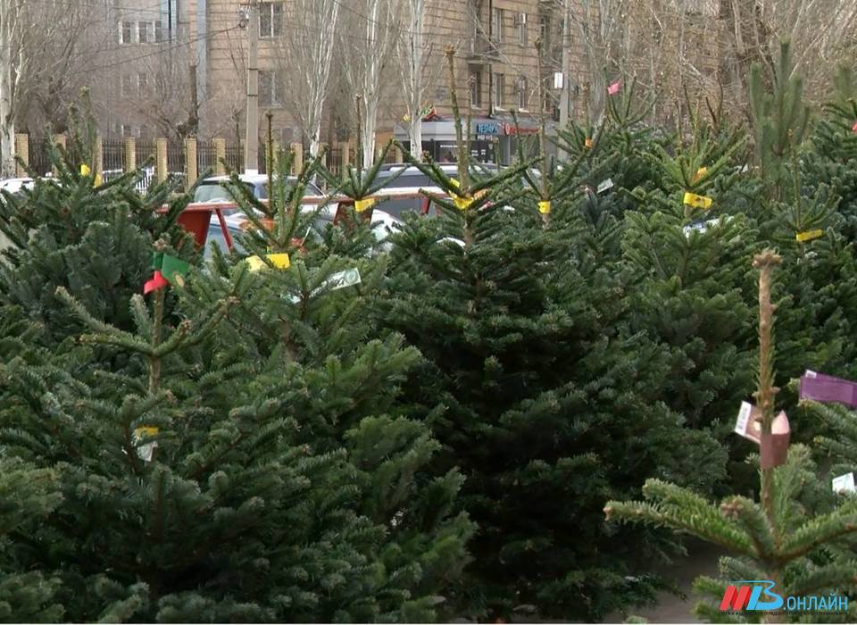 С 15 января в Волгограде запускают акцию по утилизации новогодних ёлок